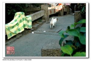 小飞刀摄于2005年