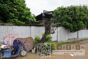 院墙外的古荔枝树（by小飞刀，2020年5月）