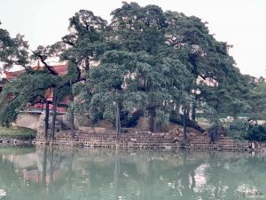 寺前千年红榕“甲天下榕” 寺前千年红榕“甲天下榕”