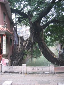 高峰橋及人字榕