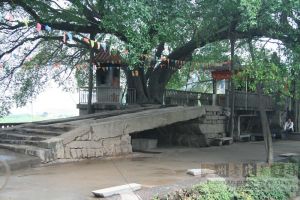 林浦残桥（从东到西）（来源：严可清摄于2009年6月）