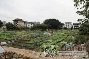 新店古城遗址目前概貌   （林陶江摄于20231124）