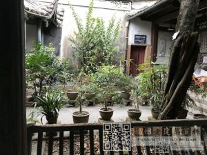 花厅庭院盆景（伊倩拍摄）